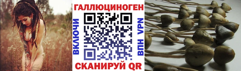 Купить где  Вязники  Псилоцибиновые грибы Psilocybine cubensis 